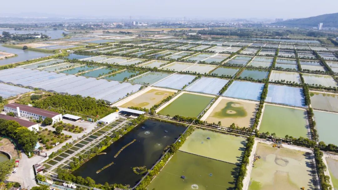 谢岗又一&ldquo;鲜嫩美味&rdquo;上市囖，日产量可达3万斤！